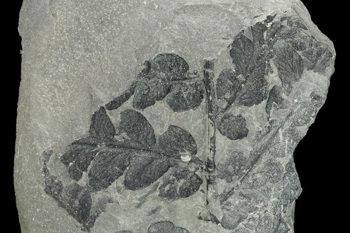Pennsylvanian Fossil Fern (Mariopteris?) Plate - Kentucky #142396